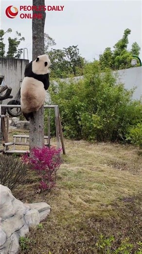 Enjoy laid-back delights with pandas in C China's Yueyang