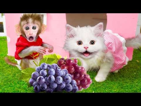 maymun videoları Bon Bon monkey And Mimi cat playing in the garden