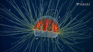 Incredible Footage of a 'Psychedelic' and Colorful Deep-Sea Jellyfish