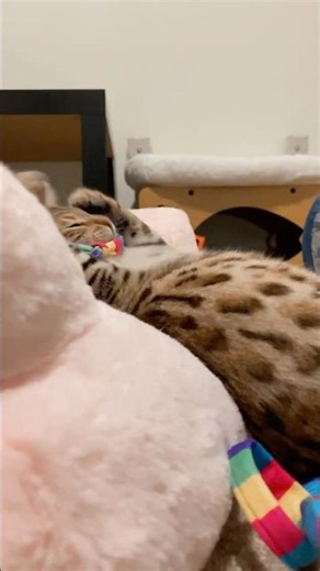 Top 10 Anime Battles: Cat vs. String 🔥 #cat #cute #bengals