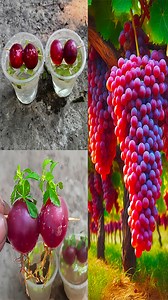 Growing grapes plants from seeds easy method#GardenDesign #fruittree #gardenfurniture #easycrafts #gardenlove #crafty #gardeninspiration #airdryclay #wallhanging #gardening #diycrafts #craftsmanship #gardeningtips #crafting #gardeninglife #Gardening #crafter #fruittrees #diy #bananagarden #graftingtree | Rana Craft
