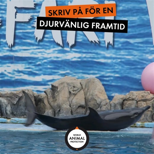 Djur som elefanter, lejon och delfiner marknadsförs som underhållning i den traditionella turistindustrin Det måste vi ändra på! Djur som lider är inget nöje. Ditt val är viktigt för en djurvänligare värld. https://bit.ly/4gKddZY | World Animal Protection Sverige