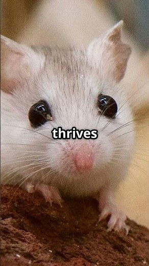 The Alabama Beach Guardian #nature #facts