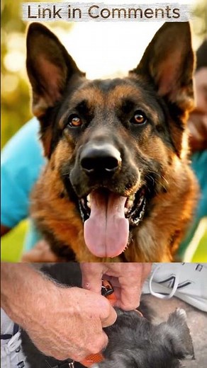 This Dog Harness Will CHANGE Your Walks Forever!