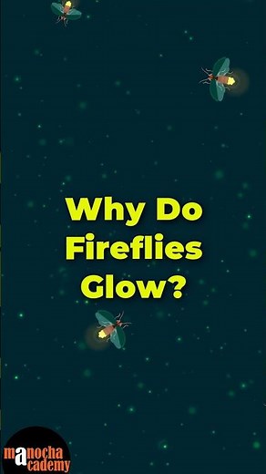 How do Fireflies Glow? #shorts