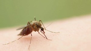 #Malaria continues to claim lives every day 烈 Hear about Target Malaria, a groundbreaking project using genetically modified mosquitoes to combat malaria. Discover how this innovative approach aims to reduce malaria transmission and save lives. Read article: https://eu1.hubs.ly/H0cFdPw0 #CRISPR #geneediting #targetmalaria | SelectScience | Facebook