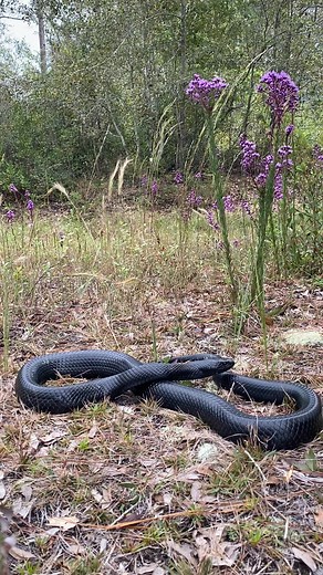 Check out this eastern indigo snake I found in Georgia. One of the most sought after snakes on my bucket list. 🖤 | Justin Doll