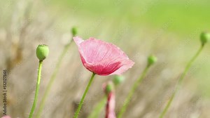 Wild pink poppies in the summer season bloomed in the field