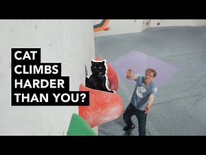 Amateur Cat Tries Bouldering for The First Time
