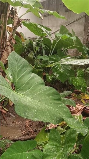 Healing Rain on Giant Green Leaves 🌿🌧️ #rainyday #naturevibes #relaxing #plants