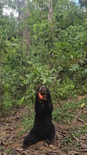 Small bear. Big role in the forest. Let’s protect them together. 🌳🐻