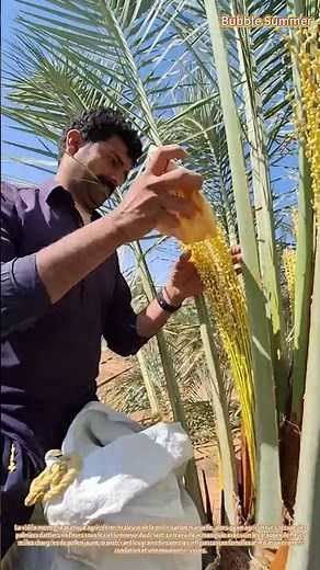 Culture du palmier dattier : techniques de pollinisation manuelle pour la production de fruits