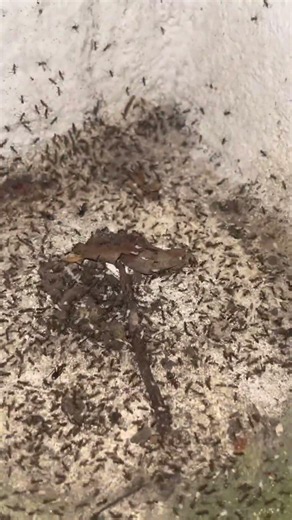 Huge Black Crazy Ants colony #ants #insects #youtubeshorts #youtube #video #fyp #trending