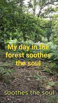a daily walk in the forest of dean