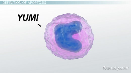 Cell Apoptosis | Definition, Causes & Examples