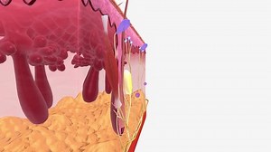 Free Nerve Ending Unencapsulated Dendrite Sensory Stock Footage Video (100% Royalty-free) 1106164879 | Shutterstock