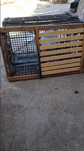 How to make a pigeon house 🕊️🏠 | Simple & easy guide #pigeonhouse #pigeonloft #birdcare #viralshorts