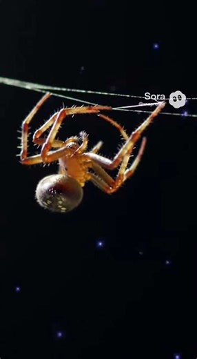 Space Spider 🕷️ #shorts #nature #facts #spider
