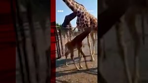 A rare baby giraffe which has no spots has been born in Tennessee. #US #Shorts #BBCNews - The Global Herald