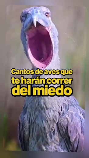 Cantos de aves más aterradores que te harán correr del miedo