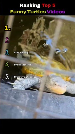 Ranking Top 5 Funny Turtles😂