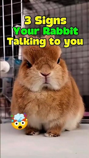 3 signs your rabbit is secretly talking to you 🐰👂💬 #rabbit #rabbitfacts