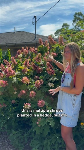 Not all hydrangeas are created equal!⬇️🌱 #oakleafhydrangea #gardendesign #hydrangea #hydrangeas