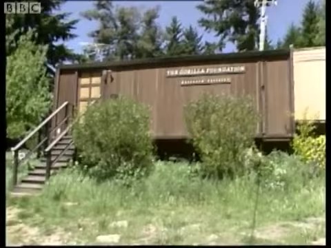 1.6M views · 4.7K reactions | Koko the gorilla, who is said to have been able to communicate by using more than 1,000 hand signs, has died in California at the age of 46. Here she is on BBC News in 1985, with her kitten friend. | BBC Archive | Facebook