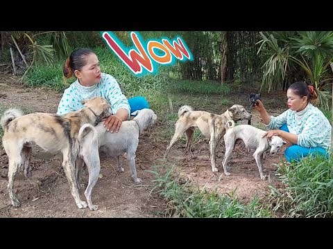 Breeding dogs, because of this one thing