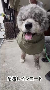 The Ups and Downs of Walking Kai, the Long-Haired Akita