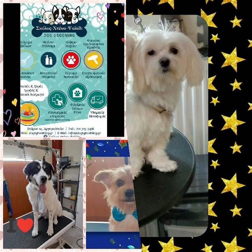 Κομμωτηριο και πανσιον Σκυλος χτενα ψαλιδι ΑΓΑΠΑΜΕΕΕΕΕ