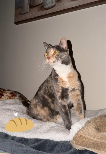 Our head chef was caught working late hours at the bakery! 🥯 🧁 #makingbiscuits #jackieboots #catbakery #biscuitfactorycat #catreels