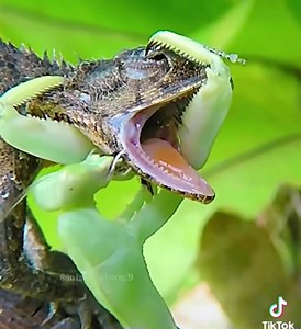 Video showing the power of the praying mantis which was taken in a natural environment. | Critters Of The World & Southern Outdoor Education