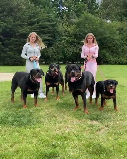 Fully Protected by Rottweiler ❤️🐾