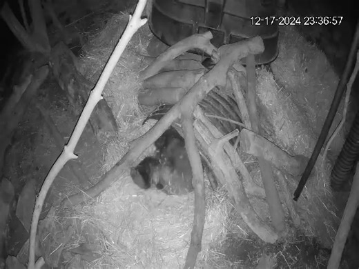 Goodnight, Toad 😄🥰🐻 | Idaho Black Bear Rehab IBBR