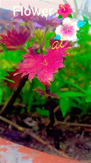 my All flowers 🌹🌻🌻🌻🌻🌹🌹