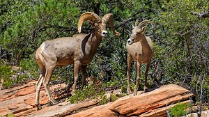 See Bighorn Sheep in Southern Utah