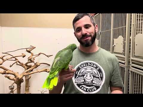 Learn about the Mexican Red Headed Amazon!