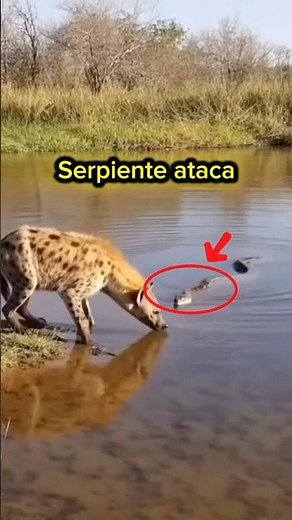Snake Attacks a Hyena #animals