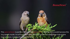Meet the crossbill: the bizarre-beaked bird that uses animal hair to build its nest