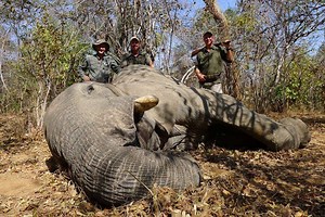 The Purest Hunt: Tracking Elephants in Zimbabwe | OutdoorHub