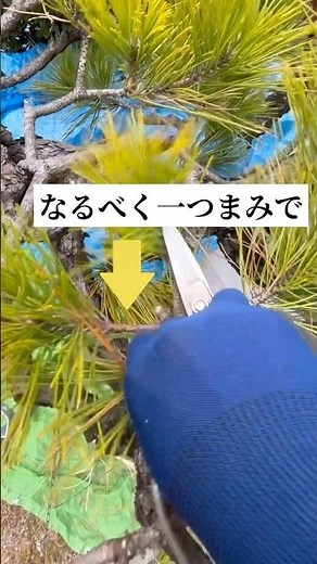 【松の剪定】古葉のむしり方#庭師のVlog #一級造園技能士