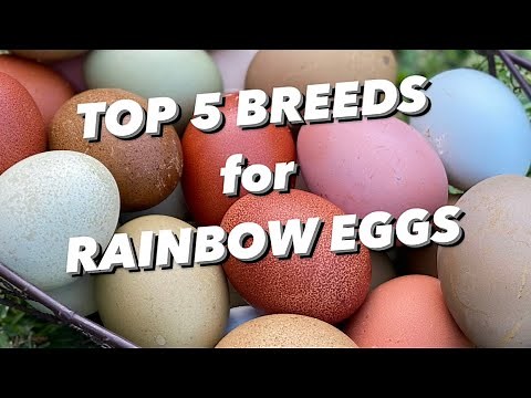 MY TOP 5 CHICKEN BREEDS FOR RAINBOW EGGS