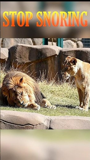 Funny Lion Snoring #funny #lion #snoring #funnyanimals
