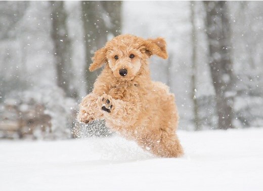 Do Fleas Die in the Winter? | Article and Video | PetMD