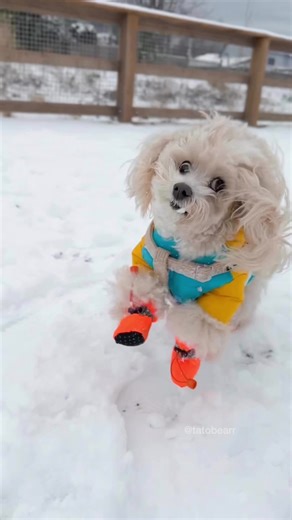 Hilarious Eyeball Flinger Dog Video