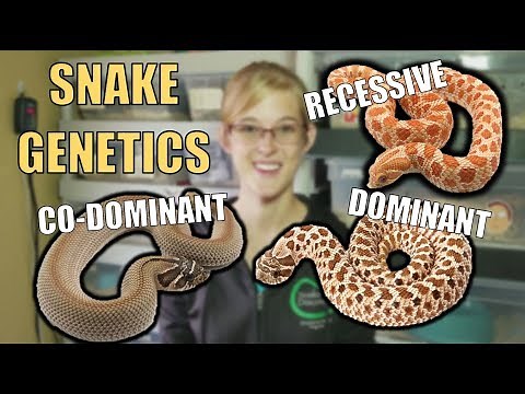 An Intro to Snake Genetics!