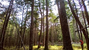 Forestry advocates call on N.S. premier to reduce clear cutting