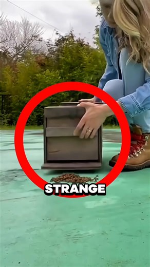 Bees Stayed With Their Queen Until the End
