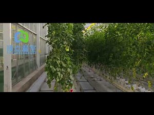 commercial glass greenhouse for farming